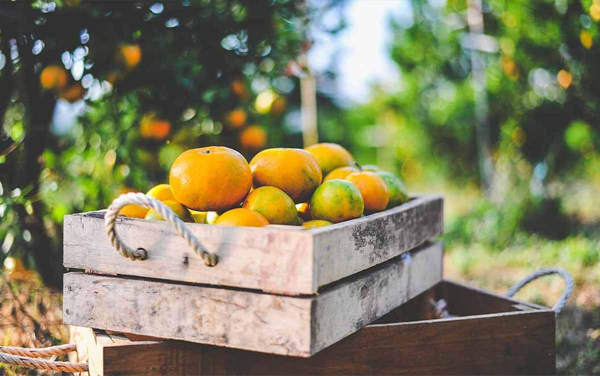 iniciem-la-temporada-de-taronjes-i-mandarines