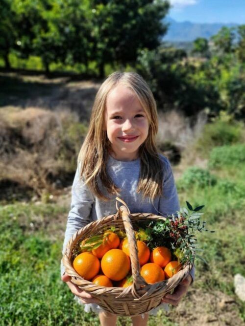 Cistella de taronges i mandarines ecològiques de les Terres de l'Ebre