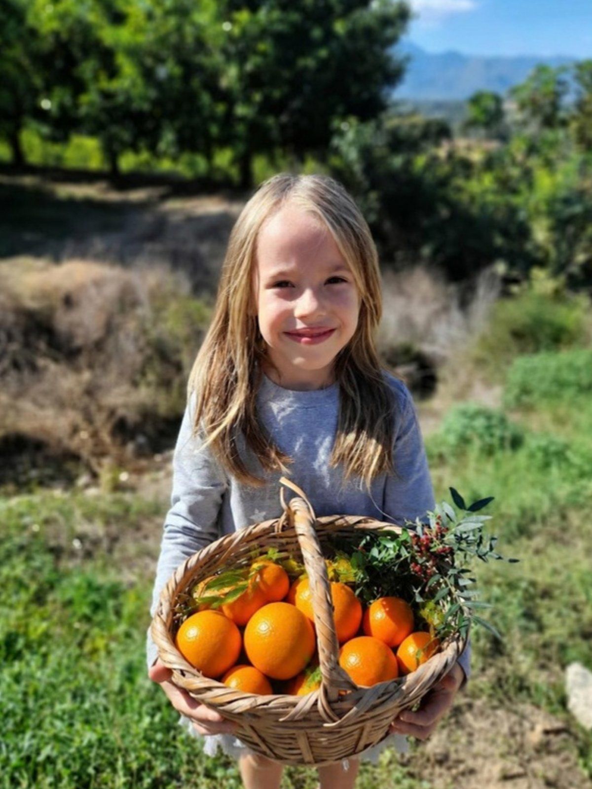 Cistella de taronges i mandarines ecològiques de les Terres de l'Ebre